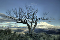 Mount Shasta